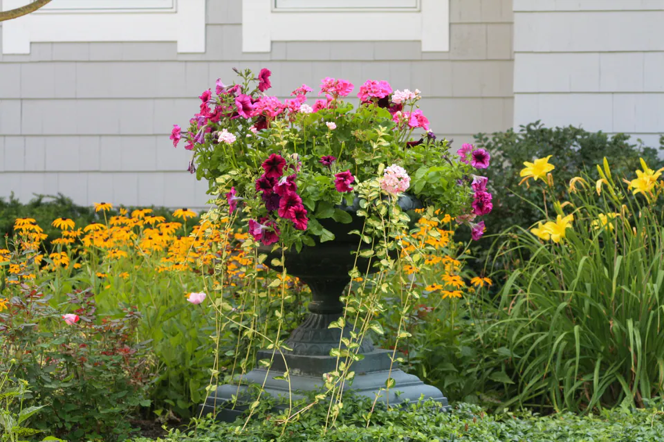 Dark pedestal urn with pink seasonal flowers among black-eyed Susan and daylily planting